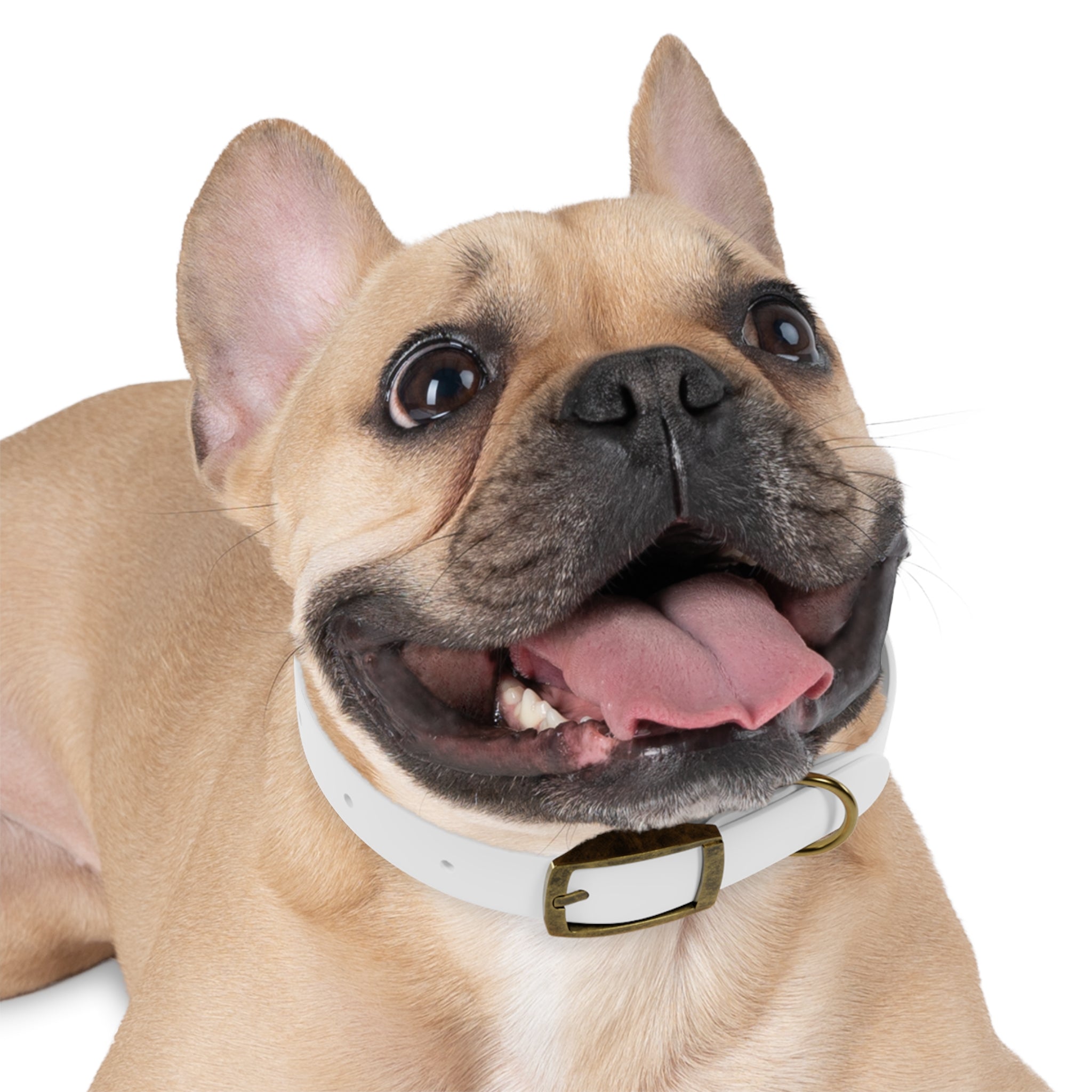 Customizable Dog Collar with Fun Design