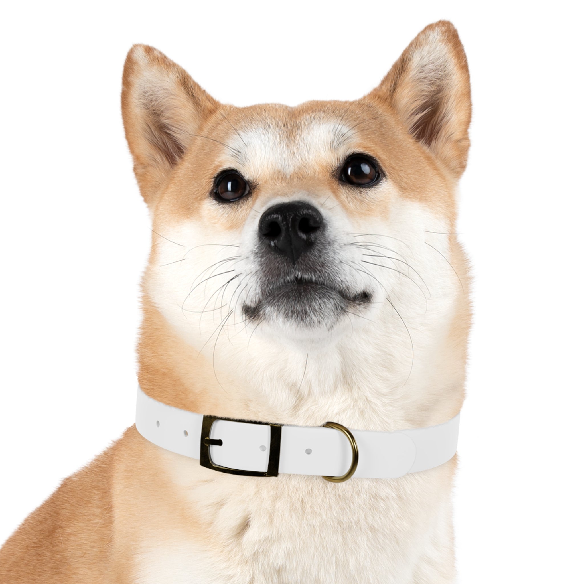 Customizable Dog Collar with Fun Design