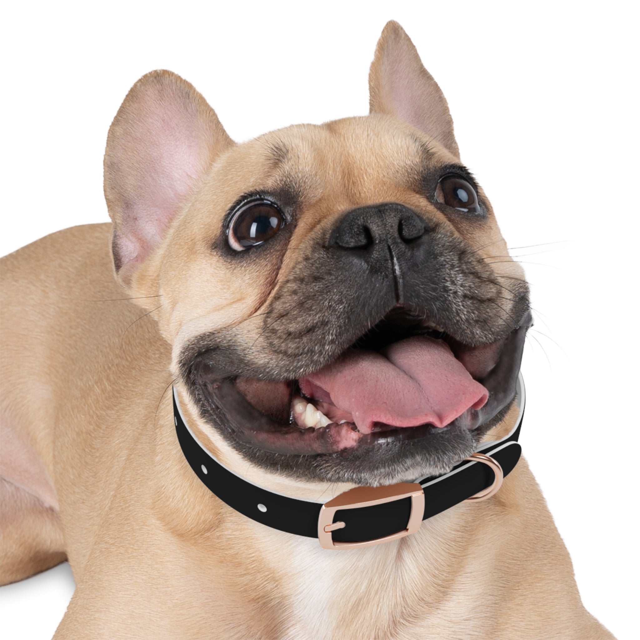 Stylish Dog Collar with Fun 'Freak' Design