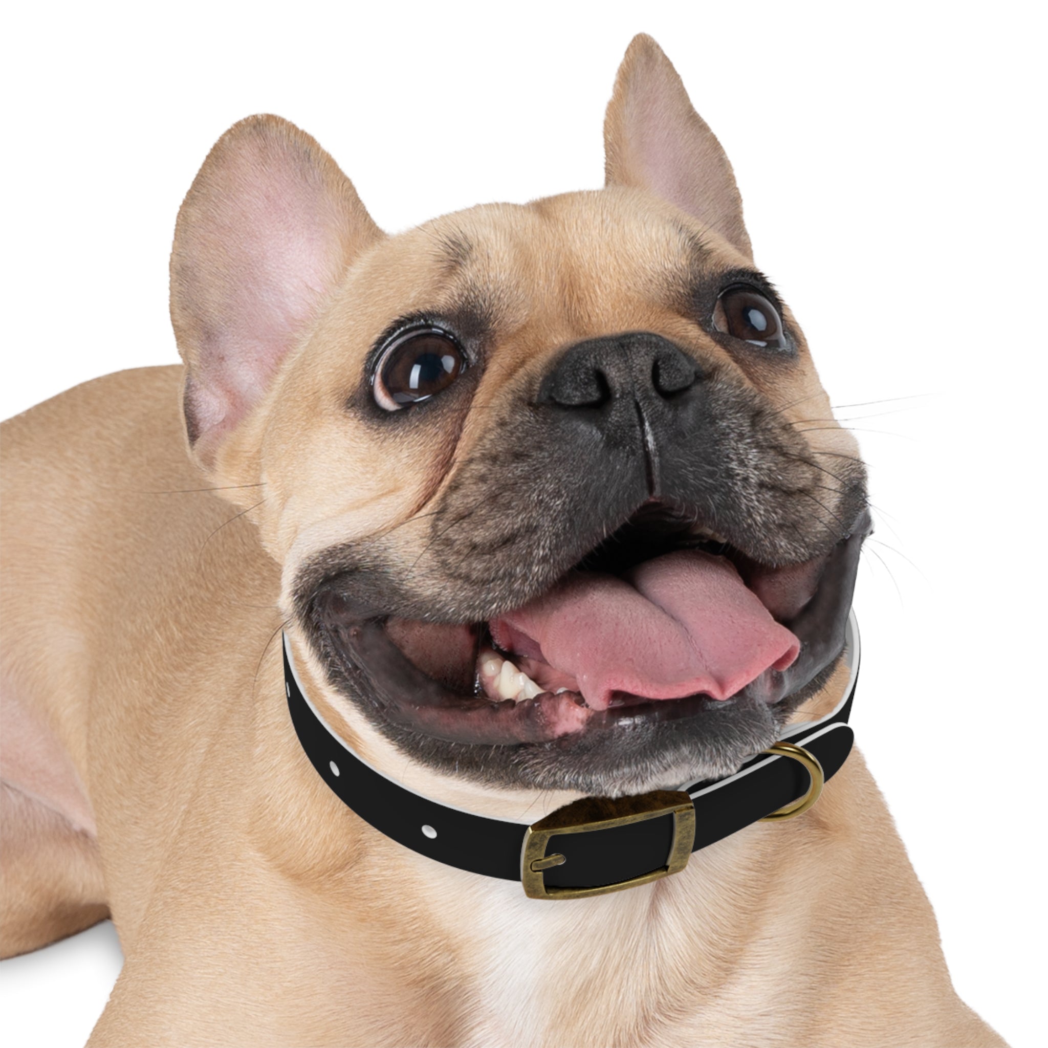 Stylish Dog Collar with Fun 'Freak' Design